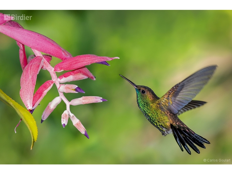 Blue-chinned Sapphire