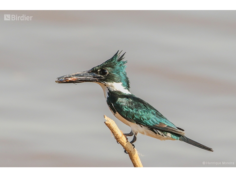 Amazon Kingfisher