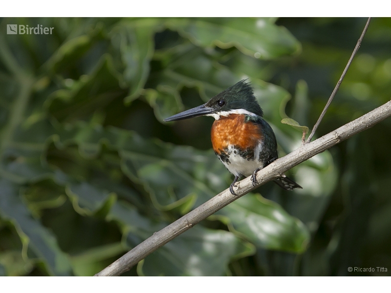 Green Kingfisher