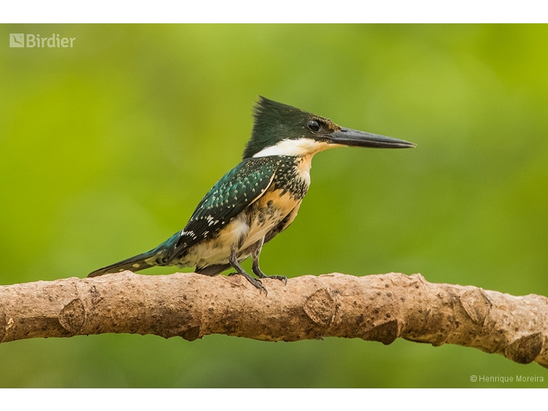 Green Kingfisher