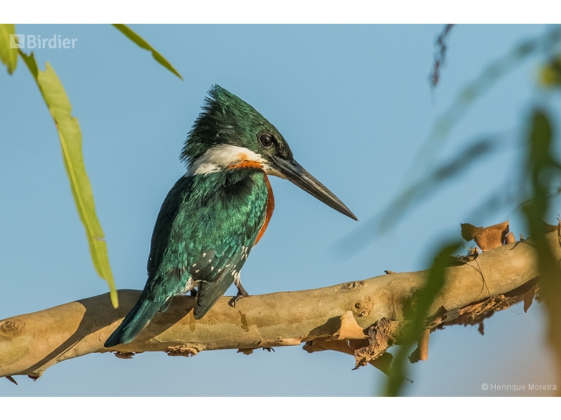 Green Kingfisher