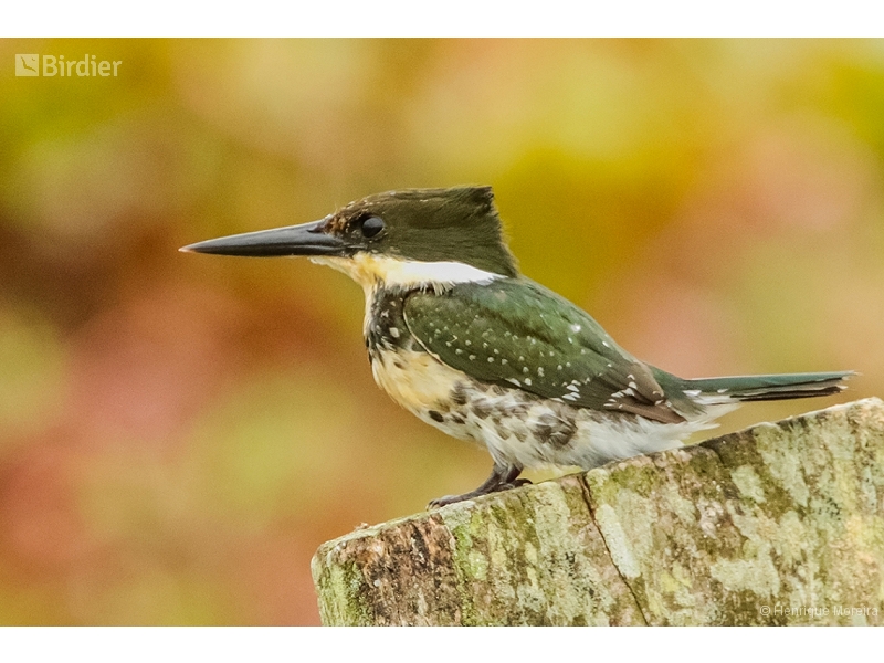 Green Kingfisher
