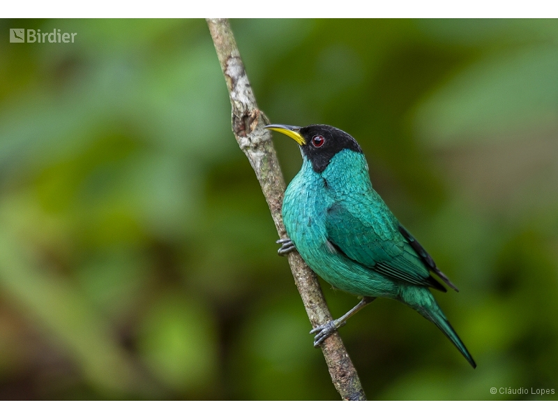 Green Honeycreeper