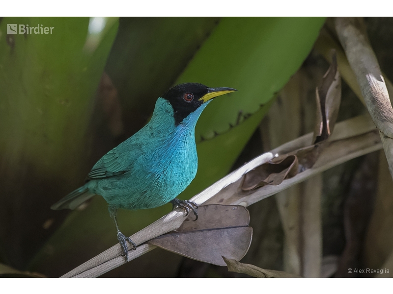 Green Honeycreeper
