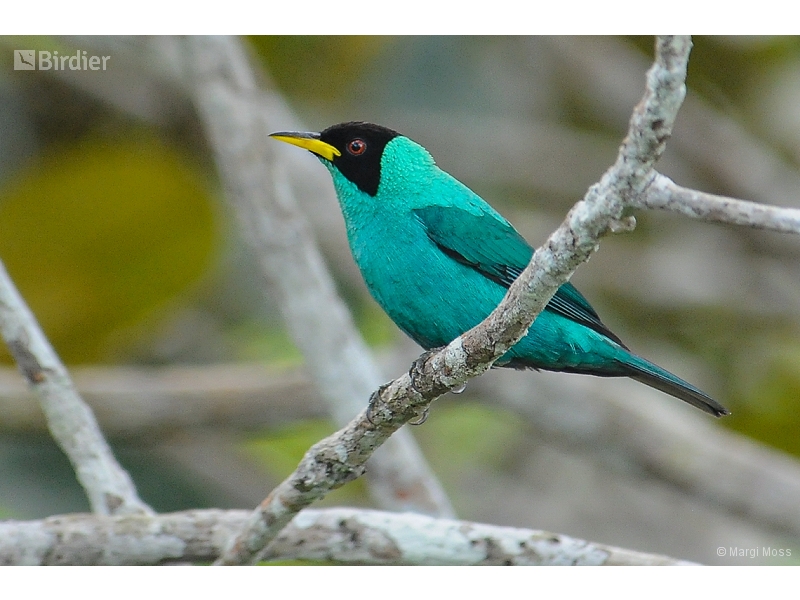 Green Honeycreeper