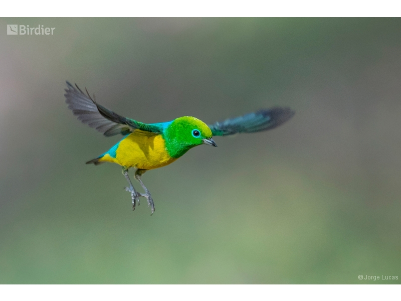 Blue-naped Chlorophonia