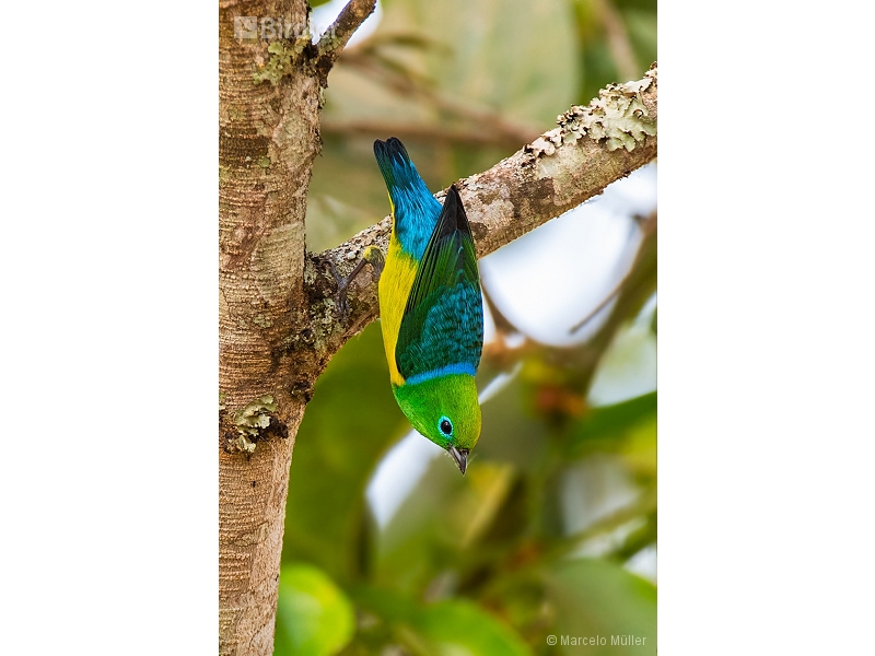 Blue-naped Chlorophonia