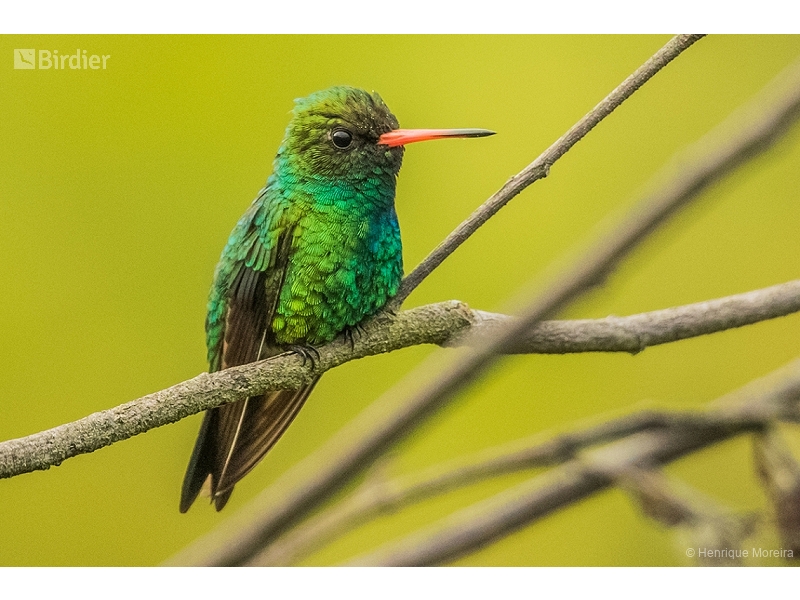 Glittering-bellied Emerald