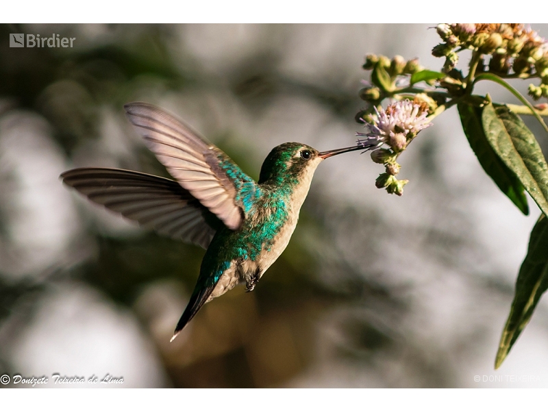 Glittering-bellied Emerald