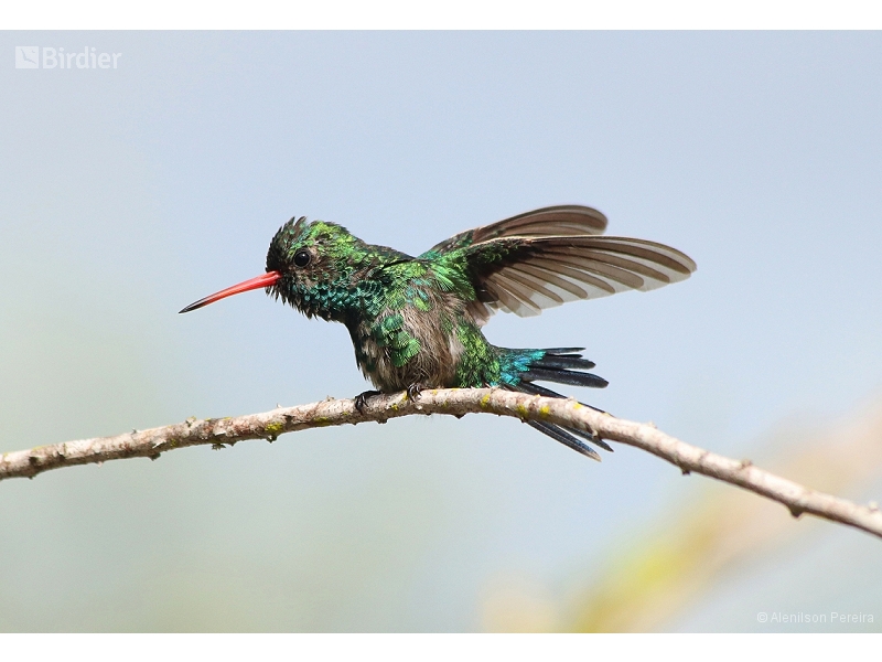 Glittering-bellied Emerald