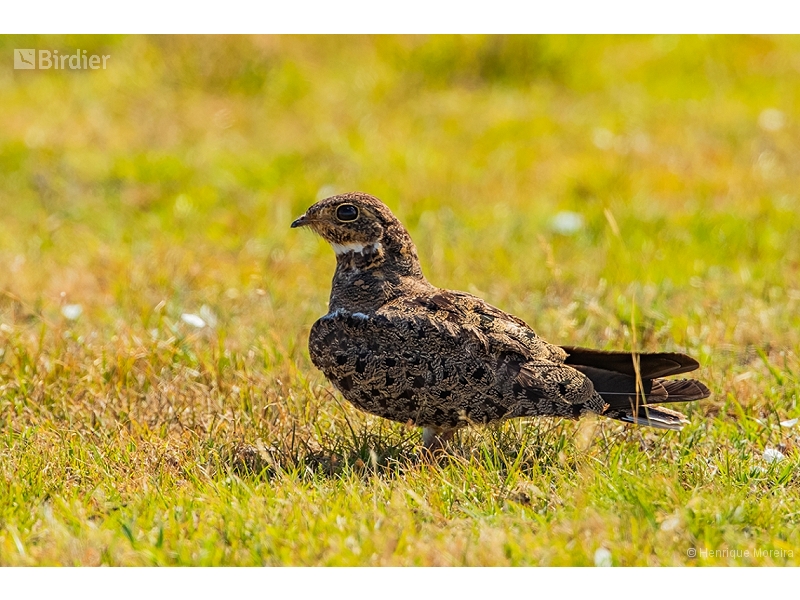 Nacunda Nighthawk