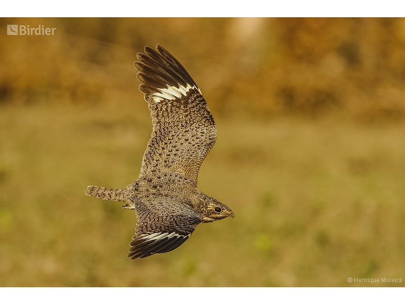 Nacunda Nighthawk