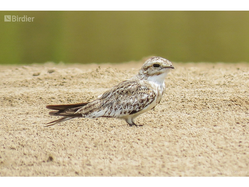 Sand-colored Nighthawk