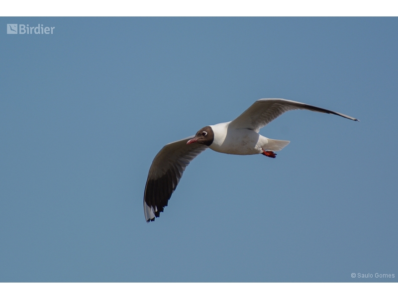 Brown-hooded Gull