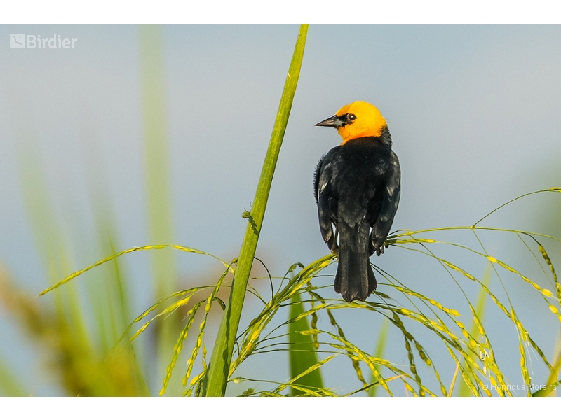 Yellow-hooded Blackbird