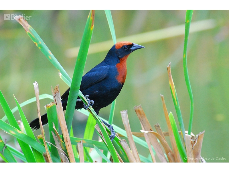 Chestnut-capped Blackbird