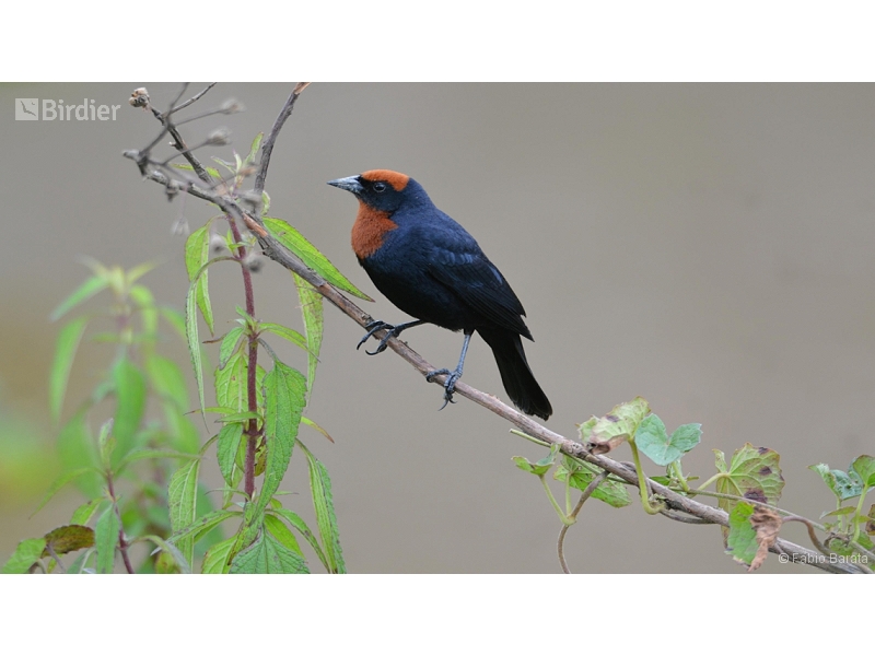 Chestnut-capped Blackbird