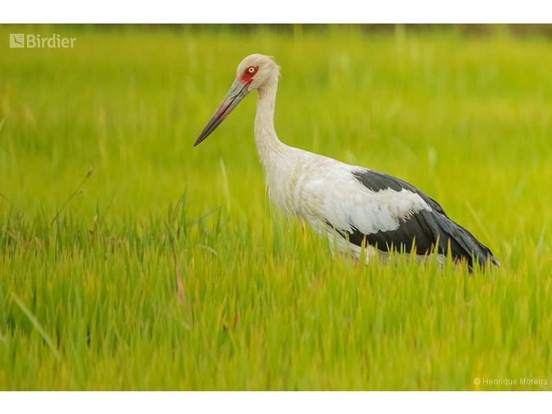 Maguari Stork