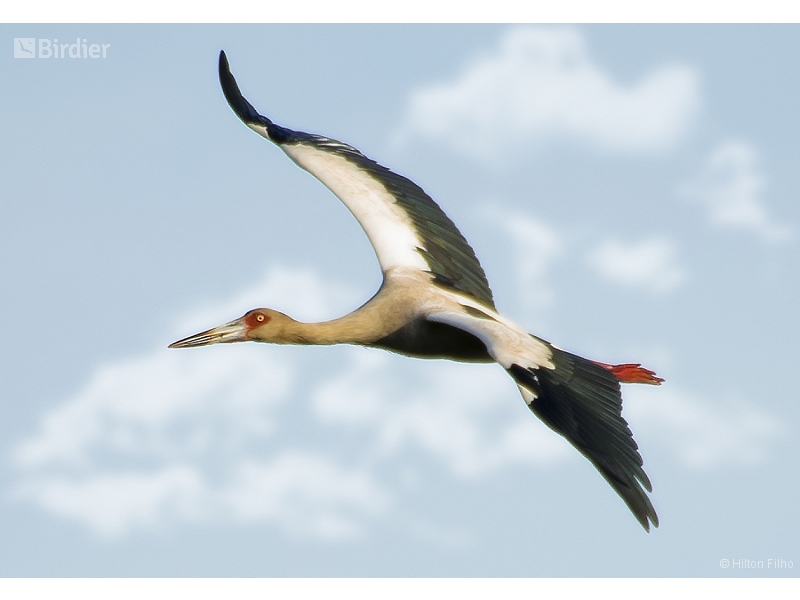 Maguari Stork