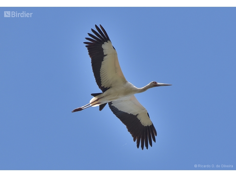 Maguari Stork