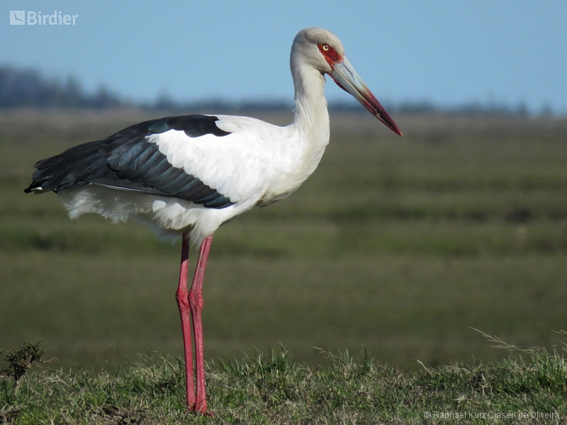 Maguari Stork