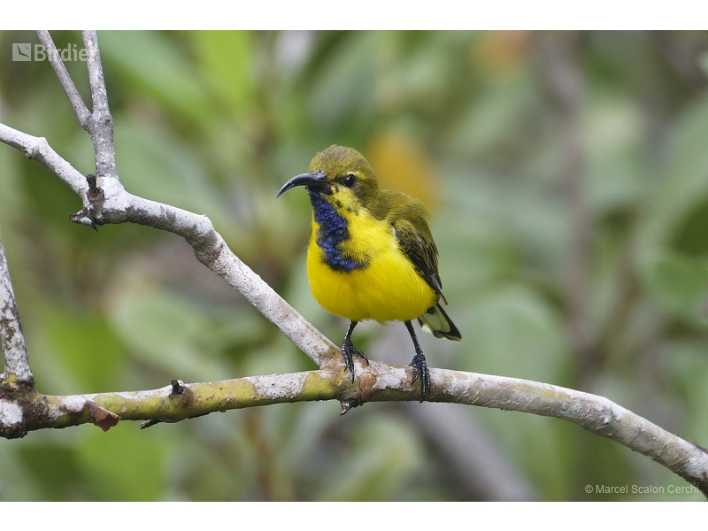 Sahul Sunbird