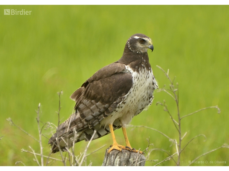 Long-winged Harrier
