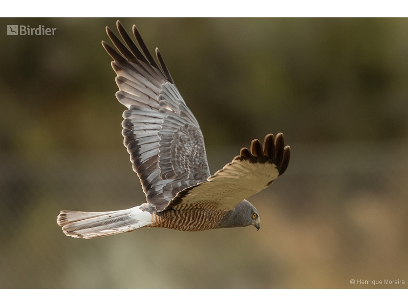 Cinereous Harrier