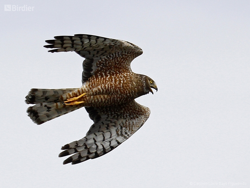 Cinereous Harrier