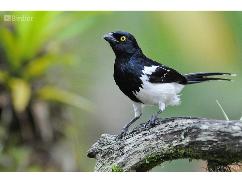Magpie Tanager