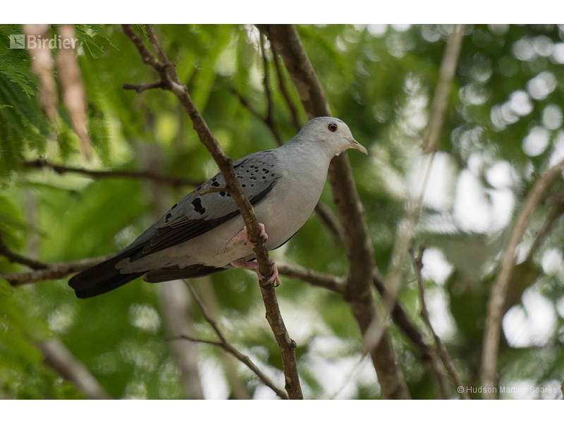 Blue Ground Dove