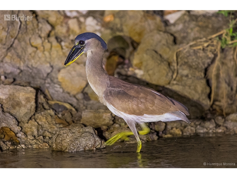 Boat-billed Heron