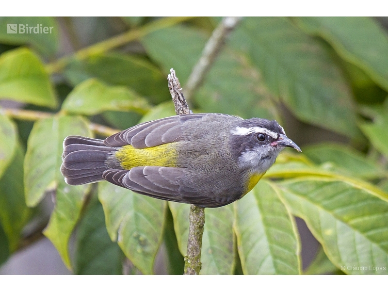 Bananaquit