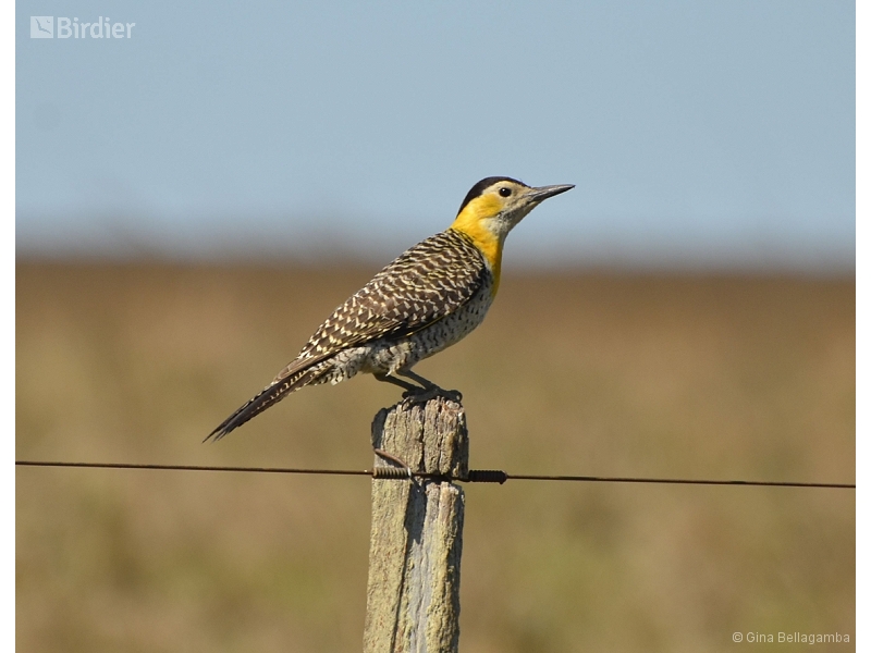 Campo Flicker