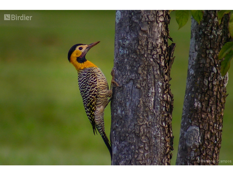 Campo Flicker