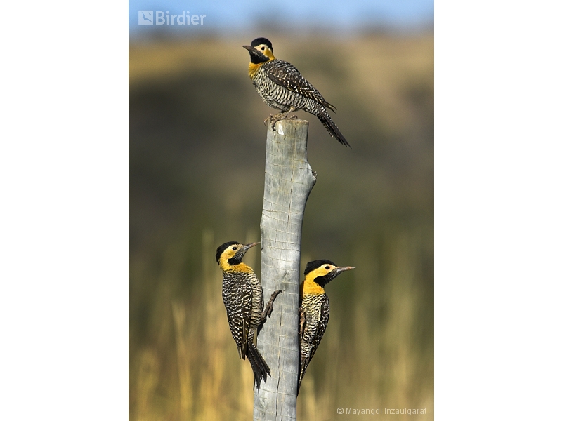 Campo Flicker