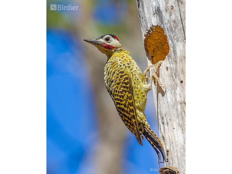 Green-barred Woodpecker