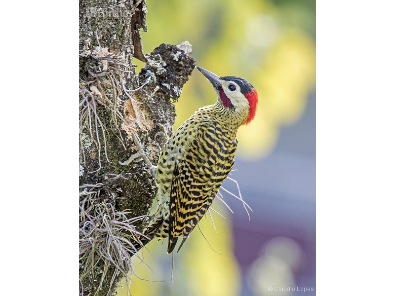 Green-barred Woodpecker