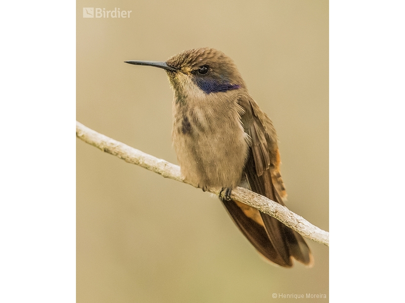 Brown Violetear