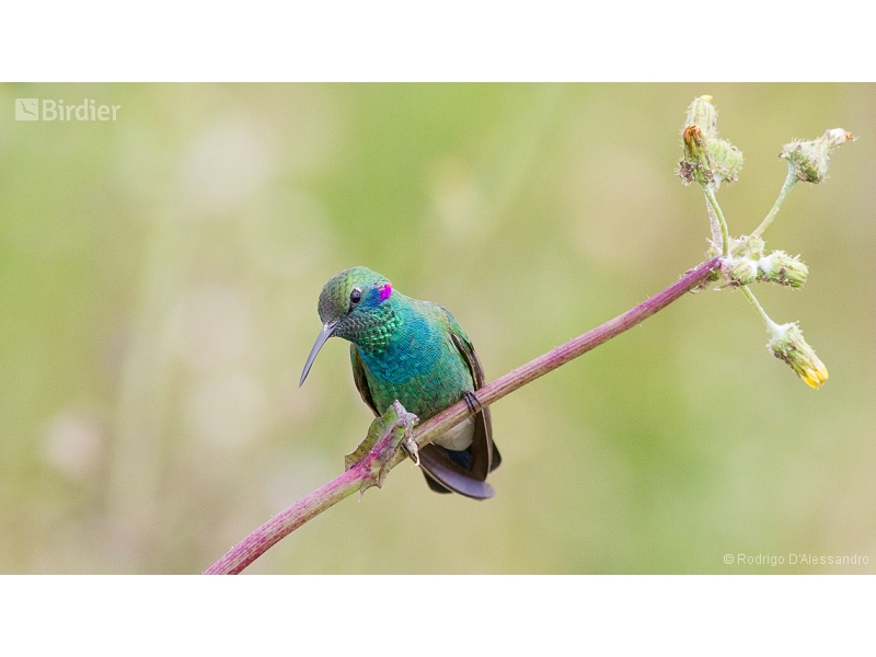 White-vented Violetear