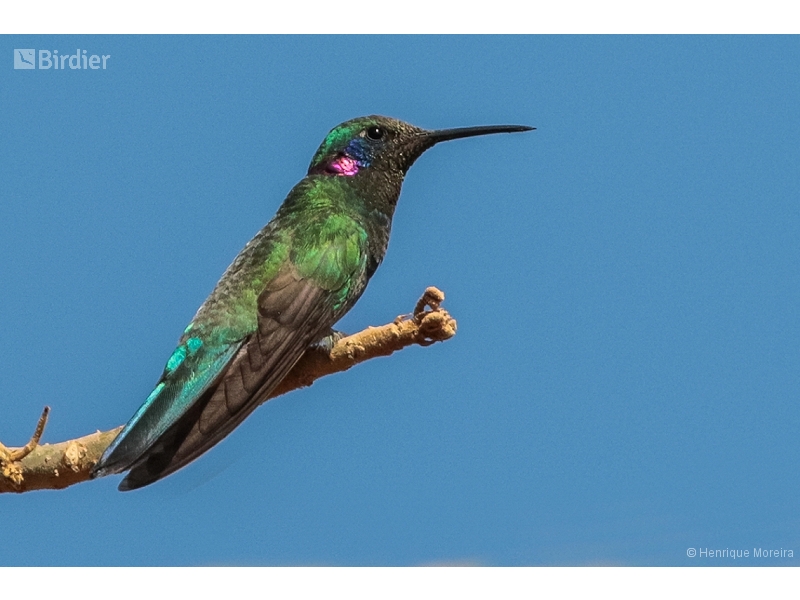 White-vented Violetear