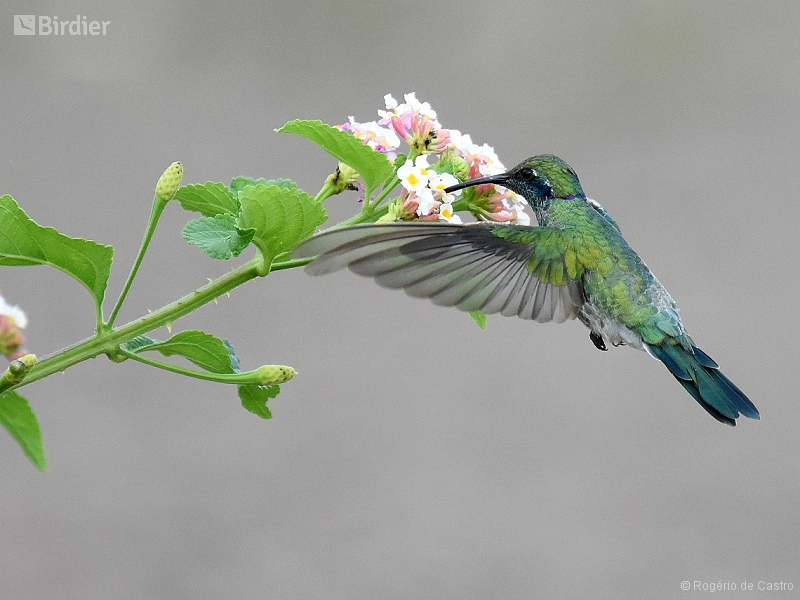 White-vented Violetear