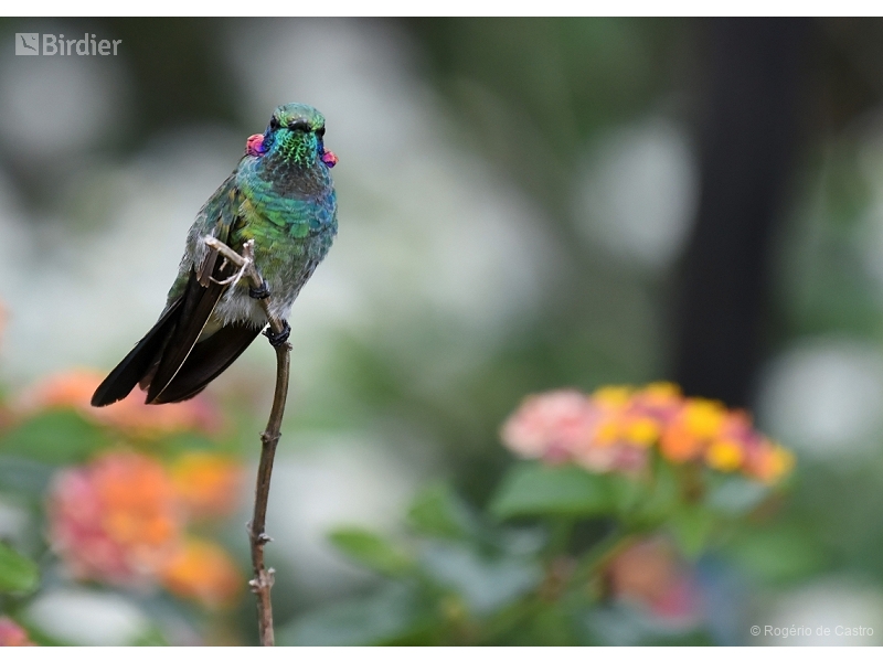 White-vented Violetear