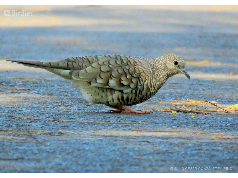 Scaled Dove