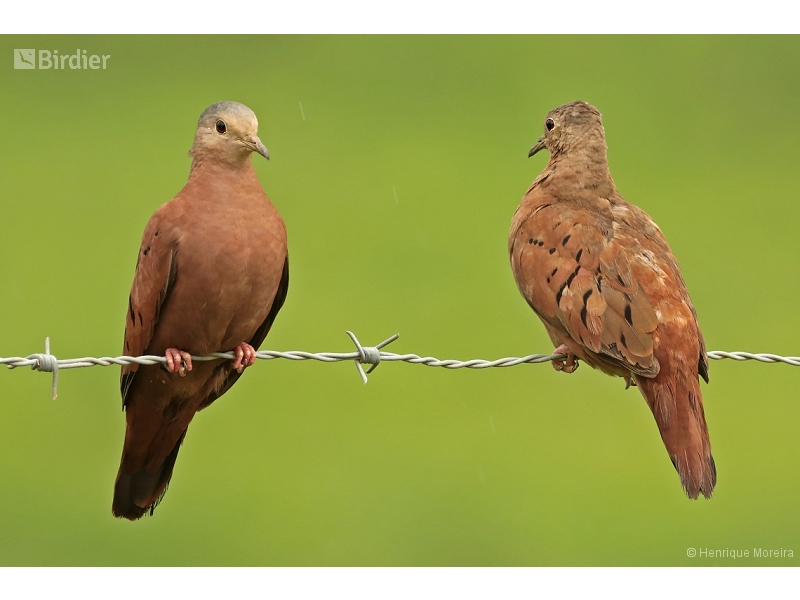 Ruddy Ground Dove