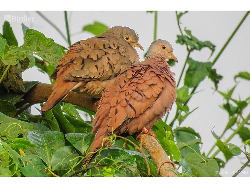 Ruddy Ground Dove