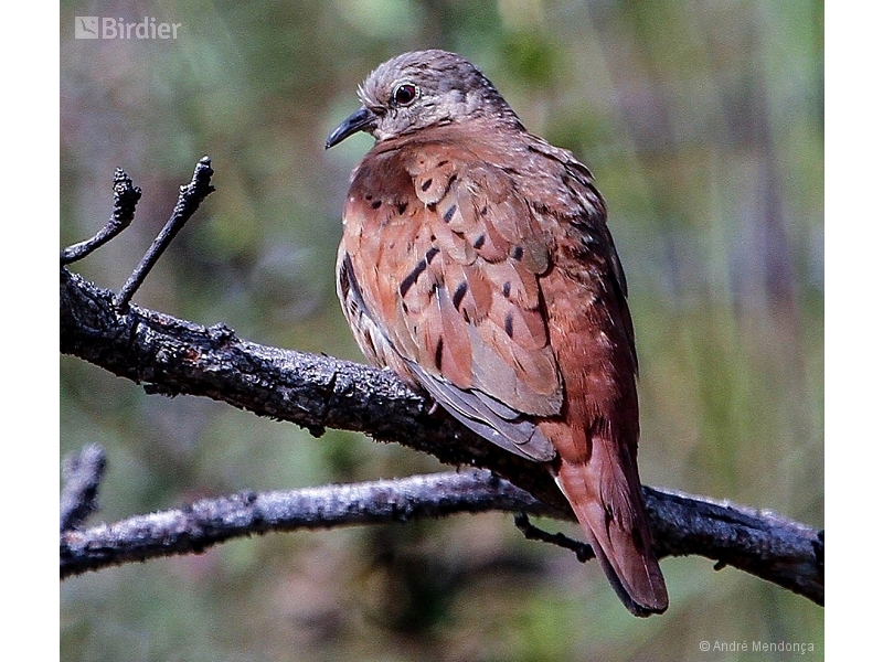 Ruddy Ground Dove