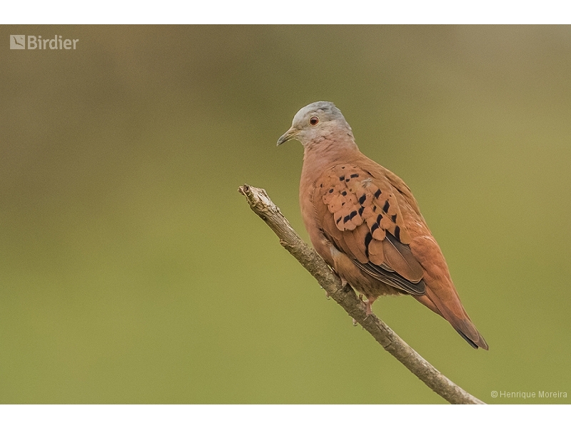 Ruddy Ground Dove