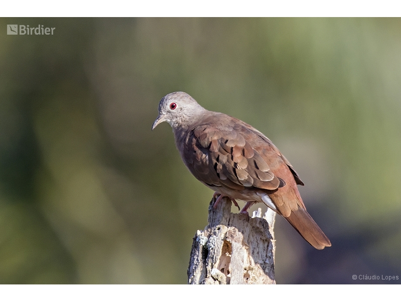 Ruddy Ground Dove