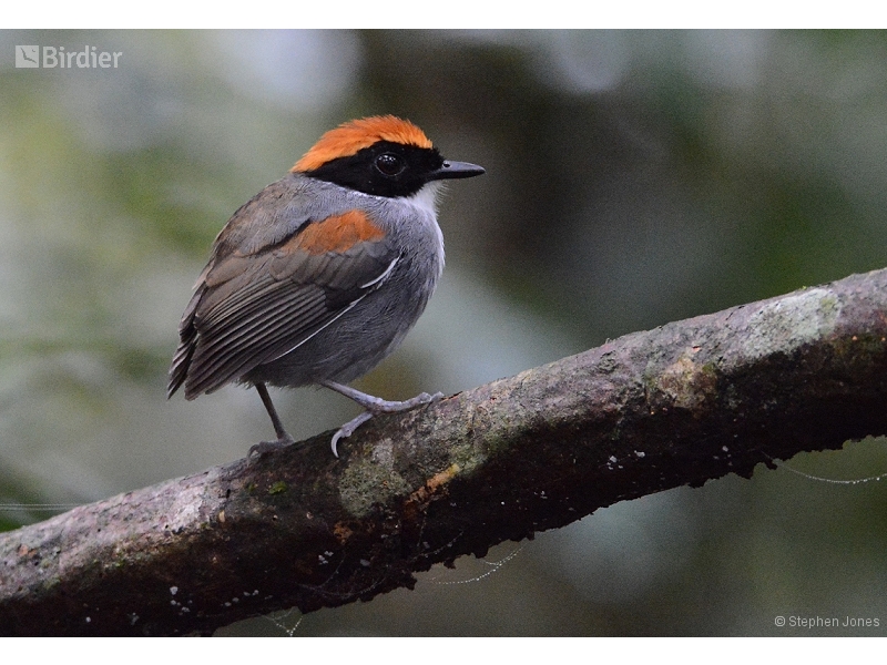 Black-cheeked Gnateater